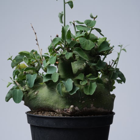 Adenia spinosa 〈幹幅15.4cm〉【発根済み】