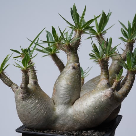 Pachypodium rosulatum var. gracilius 【発根済み】