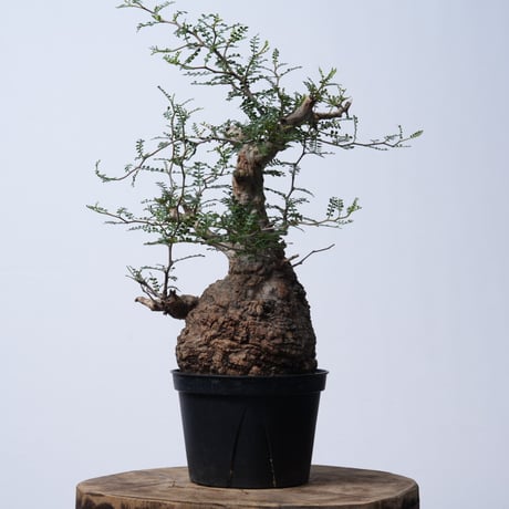 Operculicarya  pachypus 【発根済み】〈幹幅14.2cm〉