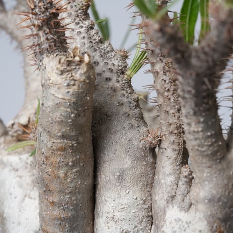 Pachypodium rosulatum var. gracilius 綴化   【発根済み】〈幹幅15.7cm〉