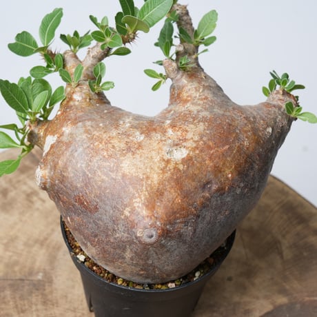Pachypodium makayense【発根済み】〈幹幅12.9cm〉