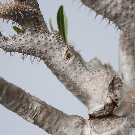 Pachypodium rosulatum var. gracilius 綴化   【発根済み】〈幹幅15.7cm〉