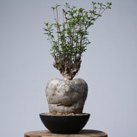 Euphorbia mahabobokensis【発根済み】〈幹幅17.1cm〉