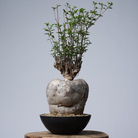 Euphorbia mahabobokensis【発根済み】〈幹幅17.1cm〉