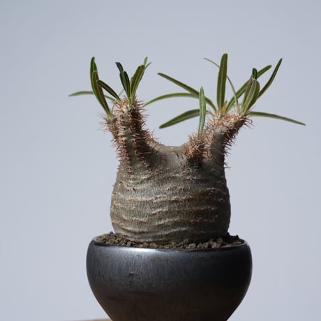 Pachypodium rosulatum var. gracilius × 中川智治   【発根済み】〈幹幅6.9cm〉