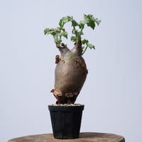 Cyphostemma uter var. macropus【発根済み】（幹幅10.1cm）