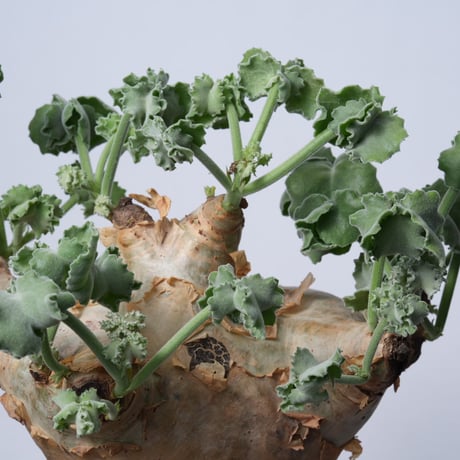 Cyphostemma uter var. macropus【発根済み】（幹幅17.2cm）