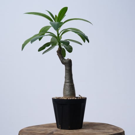 Pachypodium decaryi  【実生】〈幹幅3.8cm〉