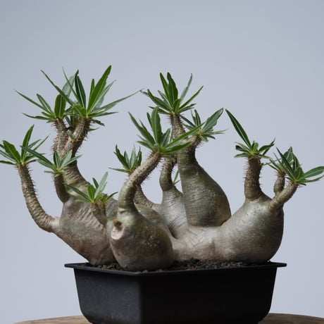 Pachypodium rosulatum var. gracilius 【発根済み】