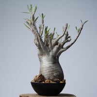 Pachypodium rosulatum var. gracilius 綴化   【発根済み】〈幹幅15.7cm〉