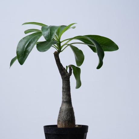 Pachypodium decaryi  【実生】〈幹幅3.7cm〉