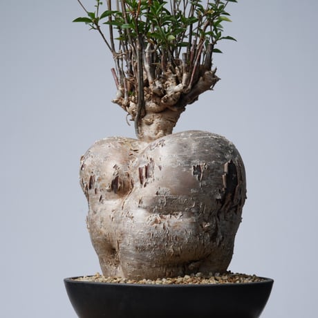 Euphorbia mahabobokensis【発根済み】〈幹幅17.1cm〉