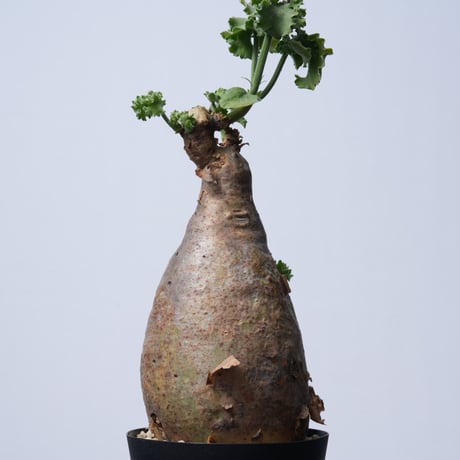 Cyphostemma uter var. macropus【発根済み】（幹幅11.2cm）
