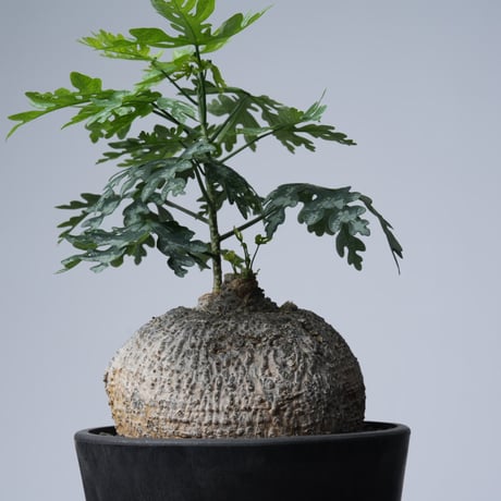 Adenia metamorpha【発根済み】〈幹幅13.2cm〉