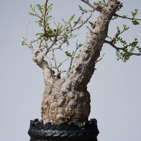 Operculicarya  pachypus 【発根済み】× 中川智治   〈幹幅8.2cm〉