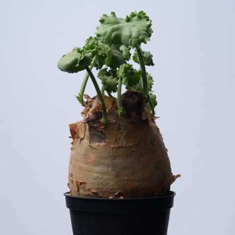 Cyphostemma uter var. macropus【発根済み】（幹幅14.0cm）