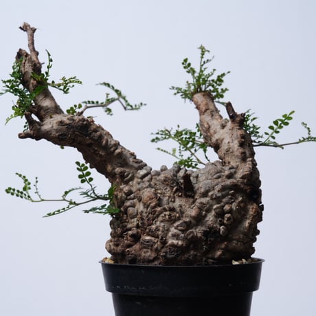 Operculicarya  pachypus 【発根済み】〈幹幅10.7cm〉