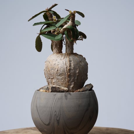 euphorbia primulifolia × 中川智治   【発根済み】〈幹幅7.4cm〉