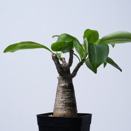 Pachypodium decaryi  【実生】〈幹幅4.9cm〉