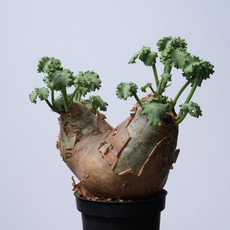 Cyphostemma uter var. macropus【発根済み】（幹幅19.1cm）
