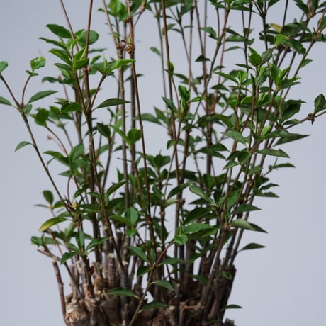 Euphorbia mahabobokensis【発根済み】〈幹幅17.1cm〉