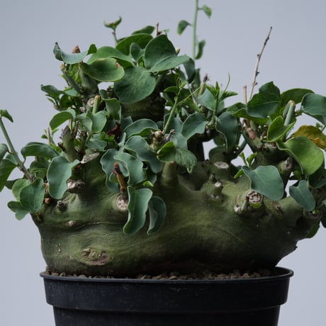 Adenia spinosa 〈幹幅15.4cm〉【発根済み】
