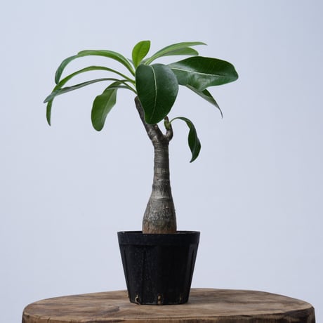Pachypodium decaryi  【実生】〈幹幅3.7cm〉