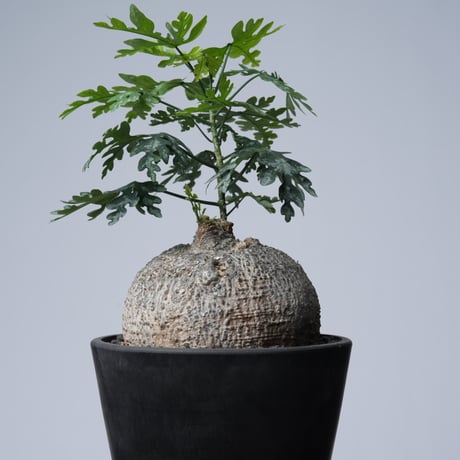 Adenia metamorpha【発根済み】〈幹幅13.2cm〉