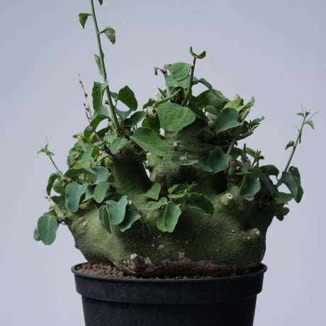 Adenia spinosa 〈幹幅15.4cm〉【発根済み】