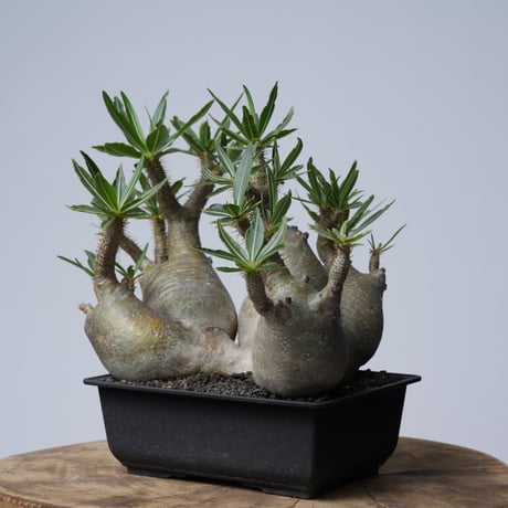 Pachypodium rosulatum var. gracilius 【発根済み】