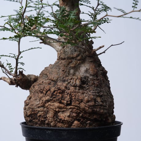 Operculicarya  pachypus 【発根済み】〈幹幅14.2cm〉