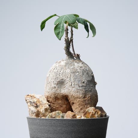 Adenia metamorpha【発根済み】（幹幅9.5cm)
