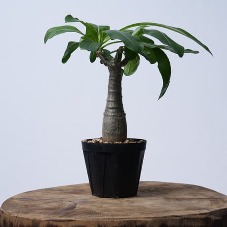 Pachypodium decaryi  【実生】〈幹幅3.5cm〉
