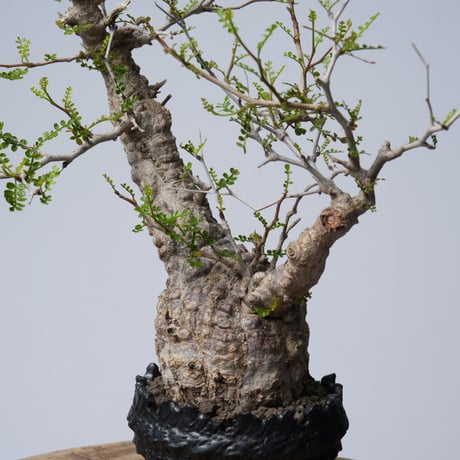 Operculicarya  pachypus 【発根済み】× 中川智治   〈幹幅8.2cm〉