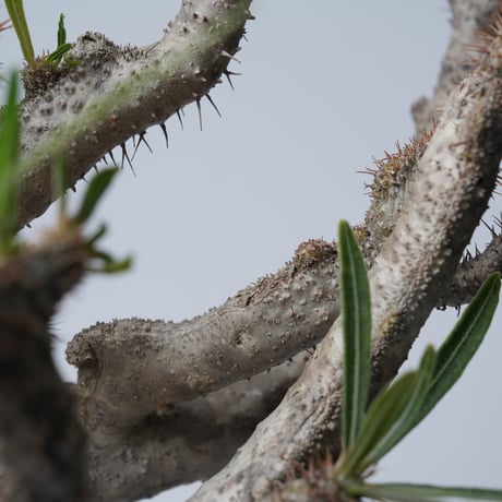 Pachypodium rosulatum var. gracilius 綴化   【発根済み】〈幹幅15.7cm〉
