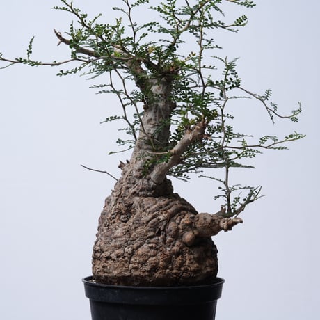 Operculicarya  pachypus 【発根済み】〈幹幅14.2cm〉