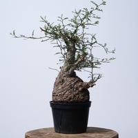 Operculicarya  pachypus 【発根済み】〈幹幅14.2cm〉