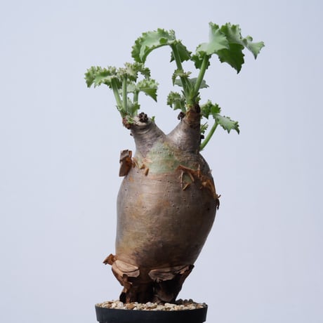 Cyphostemma uter var. macropus【発根済み】（幹幅10.1cm）
