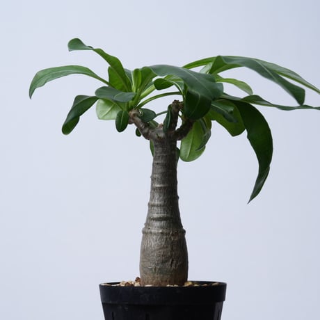 Pachypodium decaryi  【実生】〈幹幅3.5cm〉