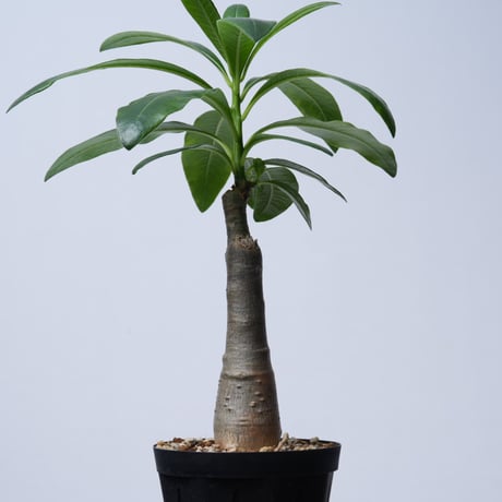Pachypodium decaryi  【実生】〈幹幅3.8cm〉