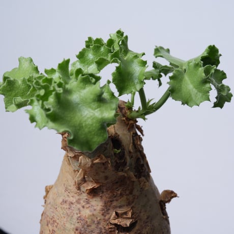 Cyphostemma uter var. macropus【発根済み】（幹幅11.3cm）