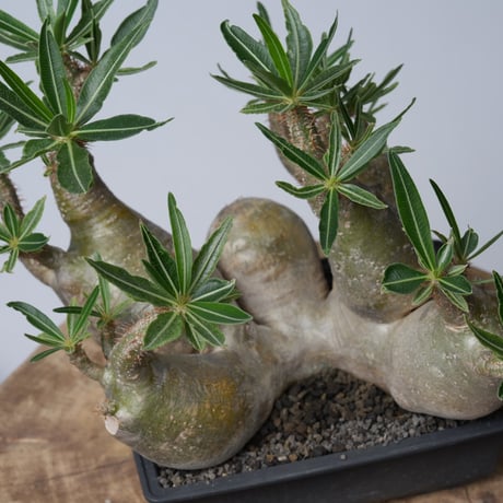Pachypodium rosulatum var. gracilius 【発根済み】