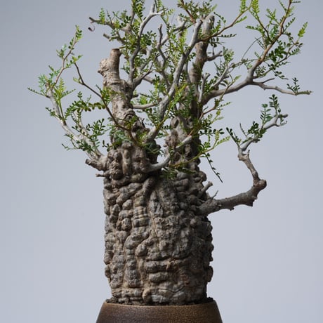 Operculicarya  pachypus 【発根済み】× 中根 楽   〈幹幅10.1cm〉