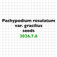 【7.6 採種】Pachypodium rosulatum var. gracilius 種子10粒/30粒/100粒