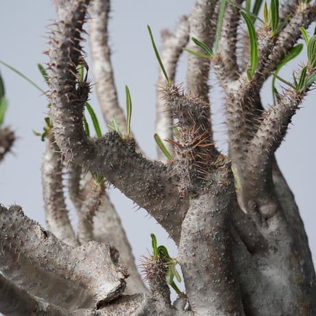 Pachypodium rosulatum var. gracilius 綴化   【発根済み】〈幹幅15.7cm〉