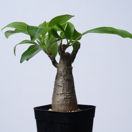 Pachypodium decaryi  【実生】〈幹幅4.9cm〉