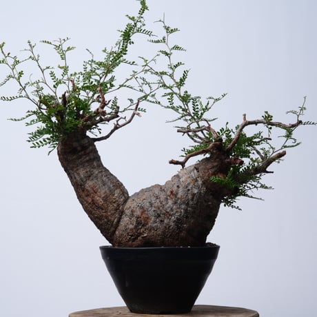 Operculicarya  pachypus 【発根済み】〈幹幅22.5cm〉