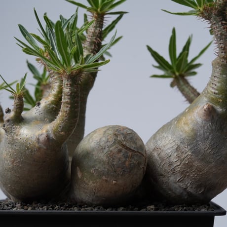 Pachypodium rosulatum var. gracilius 【発根済み】