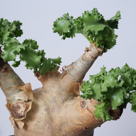 Cyphostemma uter var. macropus【発根済み】（幹幅15.2cm）