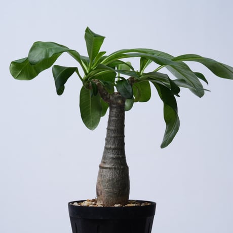 Pachypodium decaryi  【実生】〈幹幅3.5cm〉